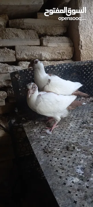 جواز حمام شغاله  للبيع  الكوم  17 حبه سعر الحبه دينارين من الاخر