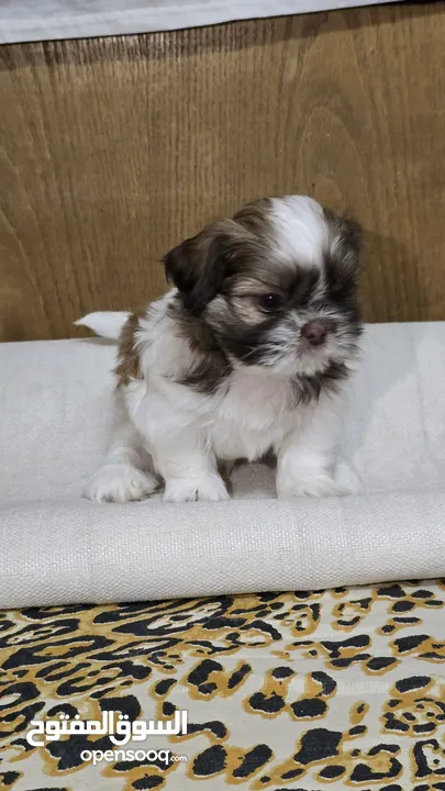 Red Nose Pure Shih Tzu Puppy 100%