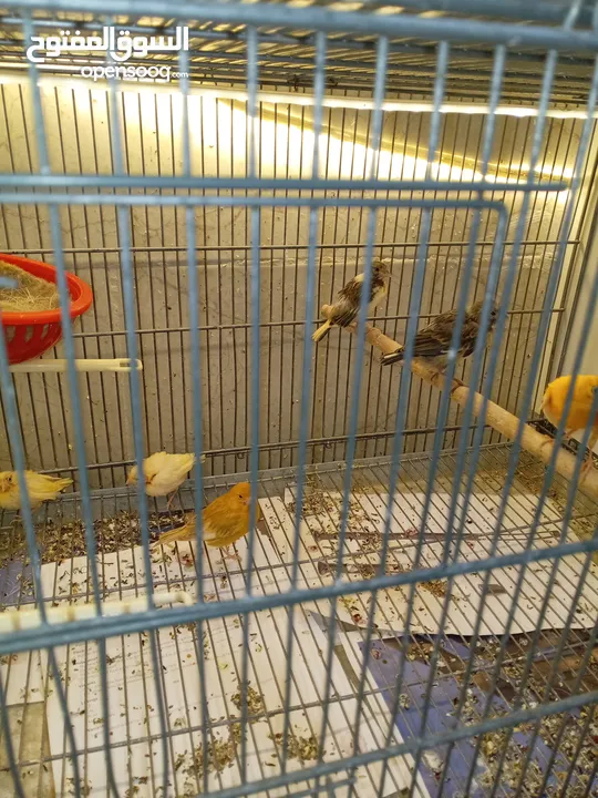 جوز كنار تحضين