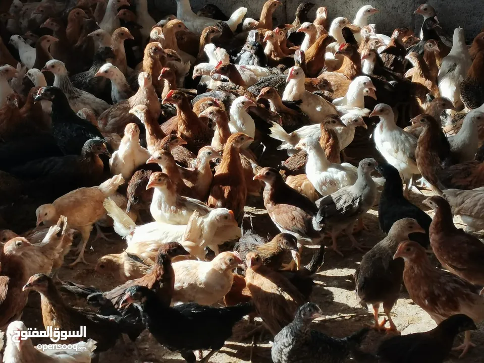 للبيع دجاج محلي عماني
