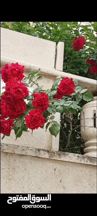 شقة ارضية للبيع. في ابو نصير حي القردوس