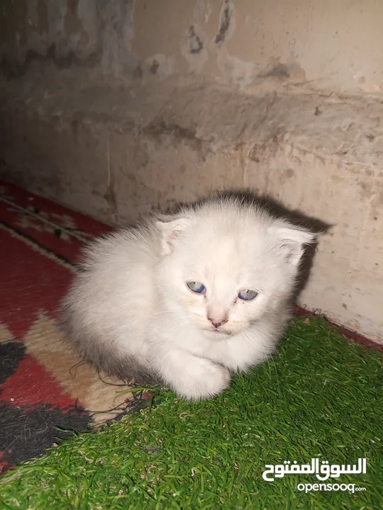 القطط الصغيره عمرهااا 2 شهرين ..القطط الكبيره عمرها 8شهور .. القط الاحمر سنه و3شهور