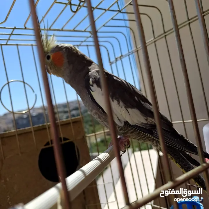 عصافير كوكتيل للبيع حبات جامبو ونضيفه