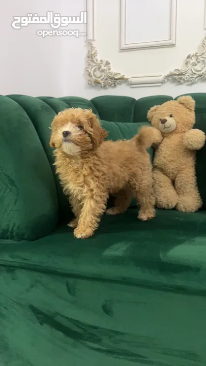 Toy Maltipoo