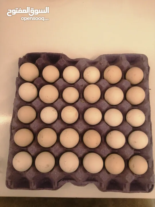 بيض بلدي طازج (للأكل +مخصب)