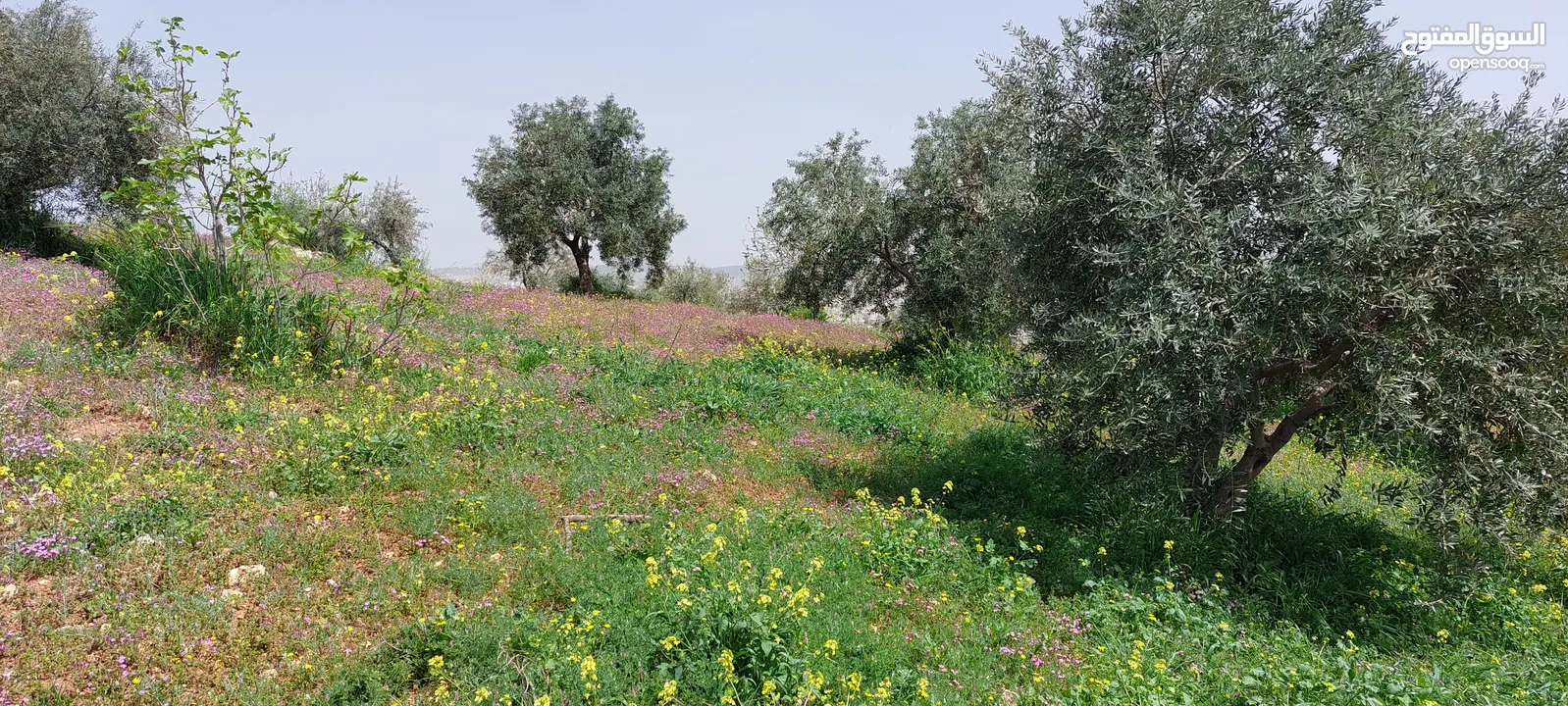 ارض لقطه  4 دونمات للبيع تبعد عن فندق غصن الزيتون 1 كم