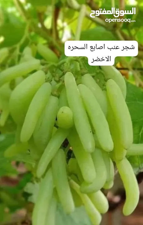 مشاتل السهل الاخضر الزراعيه تنسيق حدائق ومزارع
