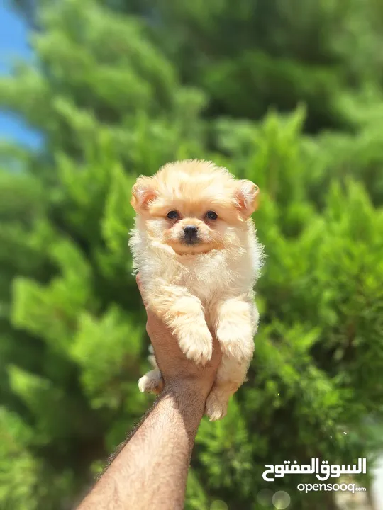 بومارينيان تيكب أصغر حجم مستوى عالي جدا pomeranian t_cup