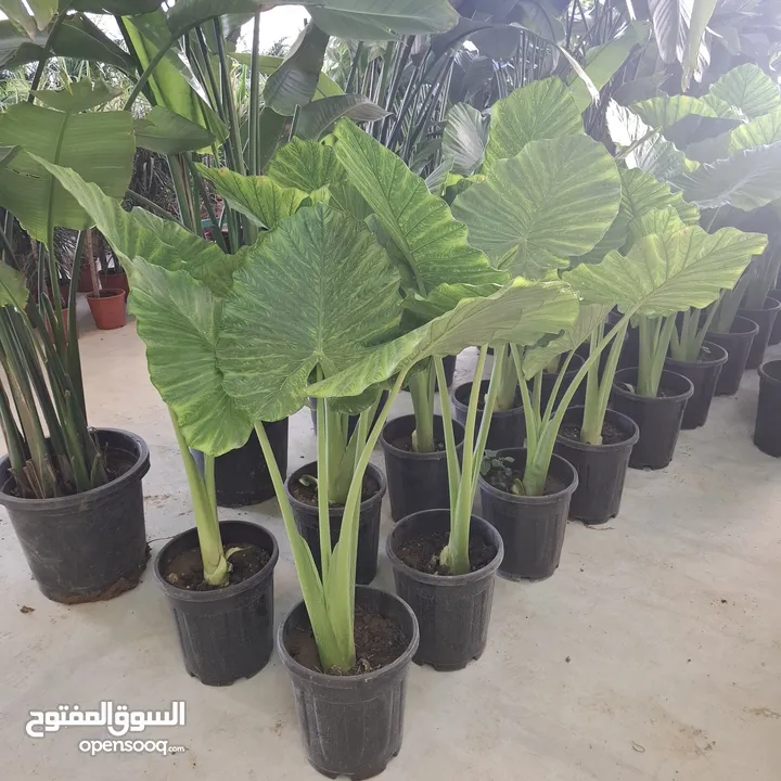 تفصيل قواوير فايبر جلاس بشكل عصري أنيق  زراعة وتسميد النباتات الداخلية والخارجية بإشراف مهندسين