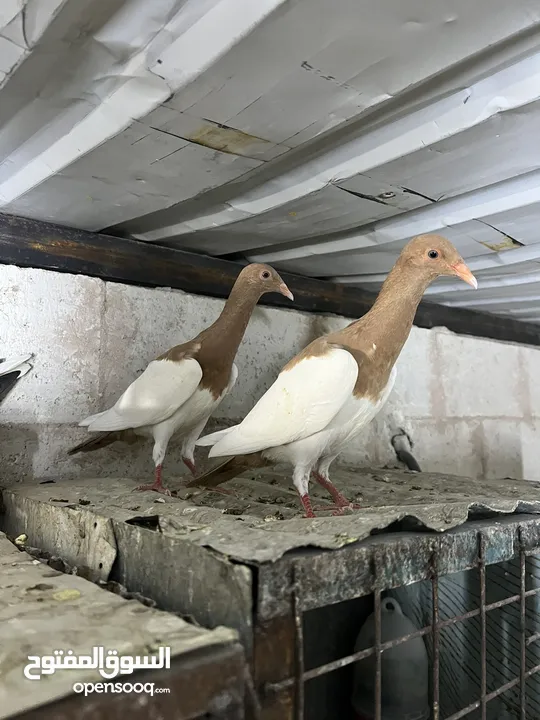 فراخ للبيع