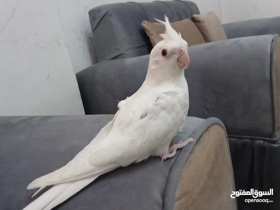 3 حبات كوكتيل البينو عين حمراء