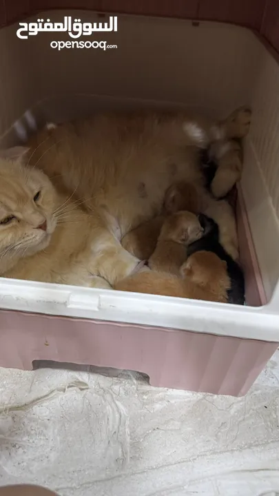 Golden and blue folded Scottish cat  جولدين سكوتش فولد عمر ثلاث شهور مستوى خارق