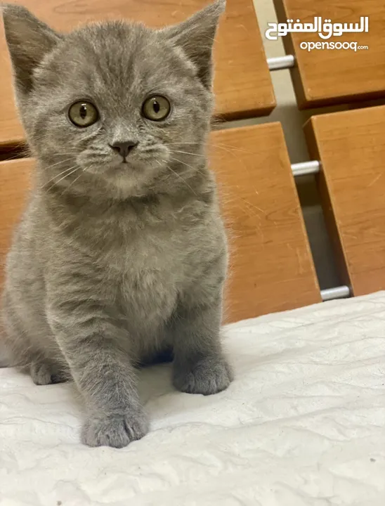 British shorthair