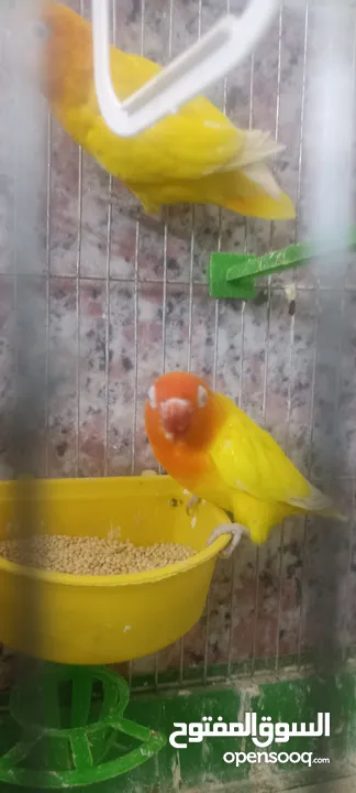 طيور روز وفشر وحب القراء الوصف تفاصيل اسعار حرق⁦ zzzzzzzzzzzzzzzzxxxxxxxxxxhbbbnnnbbbbbbbbbbbbbbbbbb