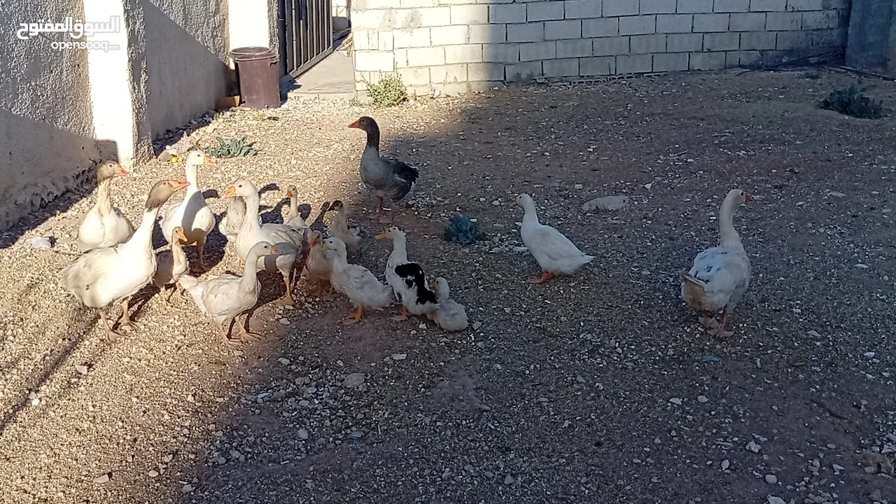 وز وبط للبيع او للبدل على صخله أو عبور مع دفع الفرق