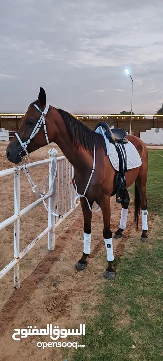 Horse riding 1000 for 12 lesson or 100 each lesson al zubair