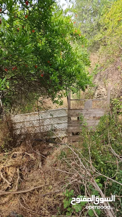 حاكورة أرض مزروعة باشجار مثمرة بسعر مغري