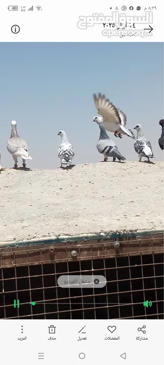 حمام للبيع