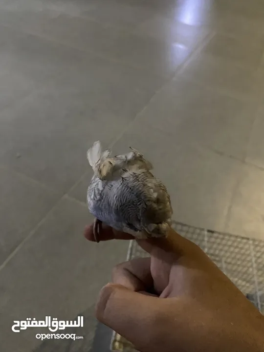 مطلوببببببب جوز هوجو رومو اليفف