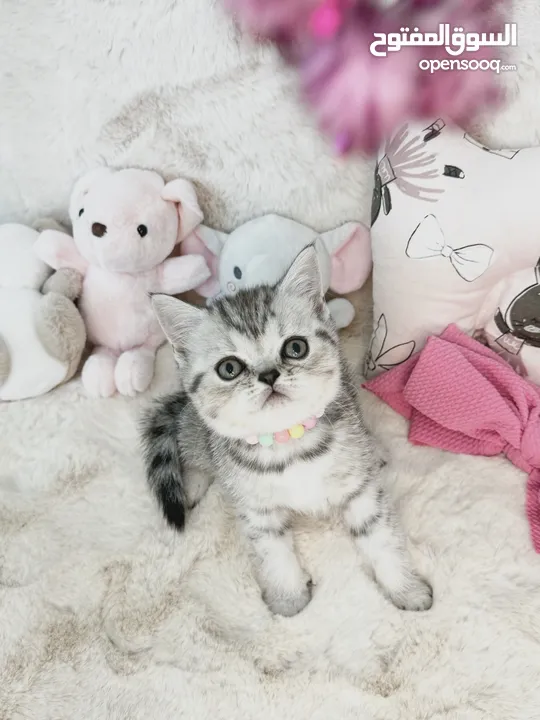 Scottish fold and Straight kittens