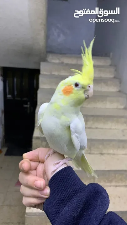 كوكتيل لاتينو مع قفصه للبيع