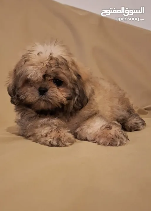 جراء شيتزو مستوى عالي جدا Shih Tzu