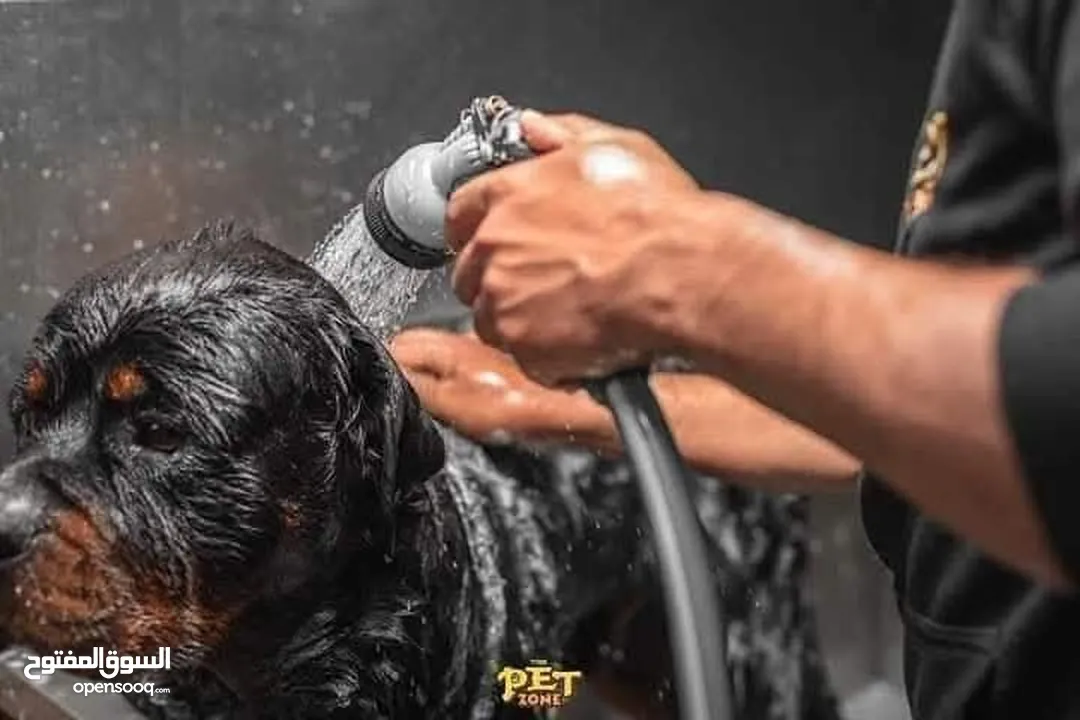 حمم كلبك بهالصيف