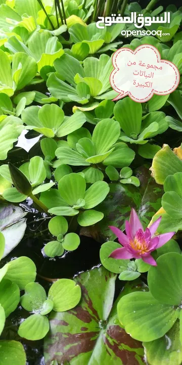 سمك ، نبات طافي طبيعي لأحواض السمك (مفيد للـ سمك) من نوع Dwarf water lettuce