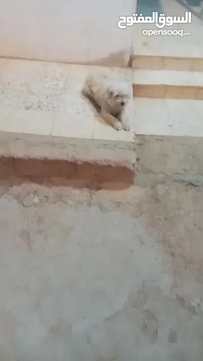 انثى فرنش تيرير للبيع عمرها 3 سنوات