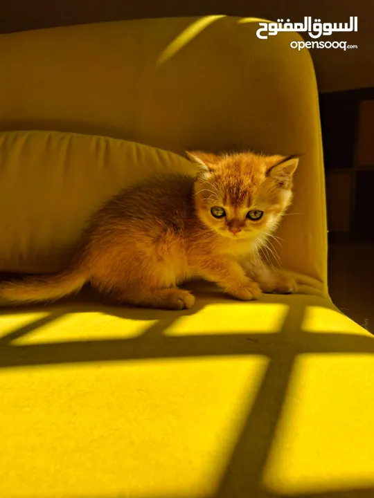 pure bred Scottish fold kittens 4 available for sale