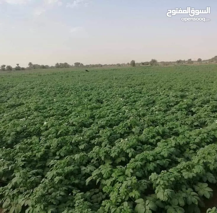 مشروع زراعي 12000الف فدان في؛ ندي