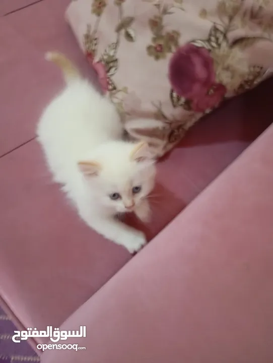 قطه نوع همالايا عمر شهرين و نص مش ماخذه مطعوم