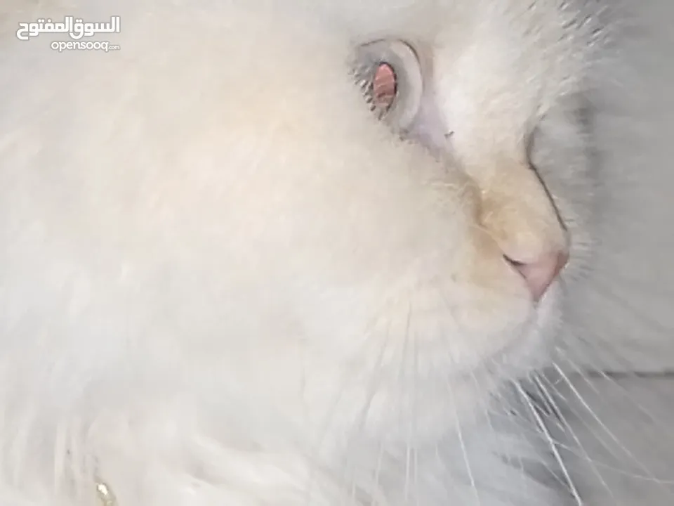 قطه هملاياء
