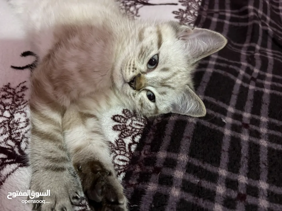 قطط للبيع بسعر جيد جدا و عمرهم 3 شهور ذكور