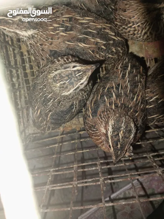 طير فر للبيع العدد60 حبةة مع القفص