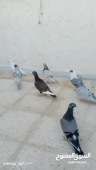 حمام للبيع التفاصيل آخر الاعلان