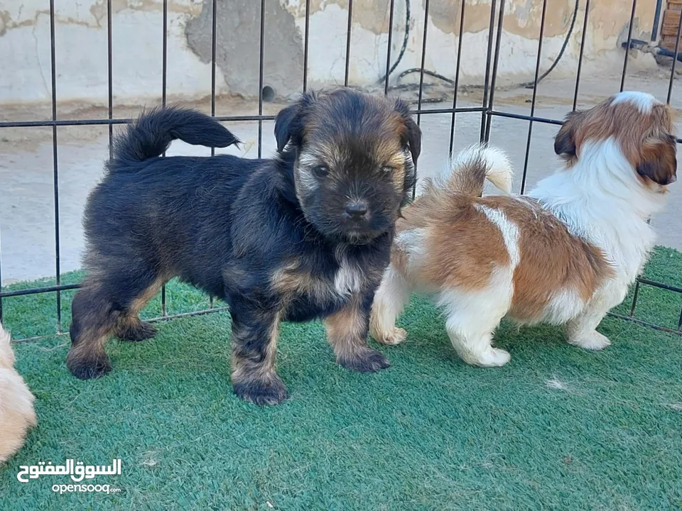 كلاب حجم صغير ما بكبر