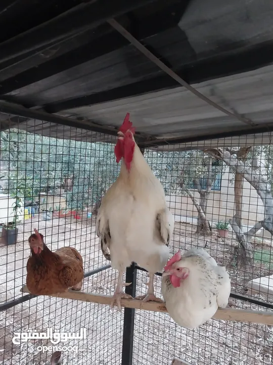 ديوك انجليزي عدد 2 للبيع
