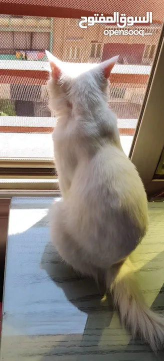 قطة شيرازي بيضاء للتبني