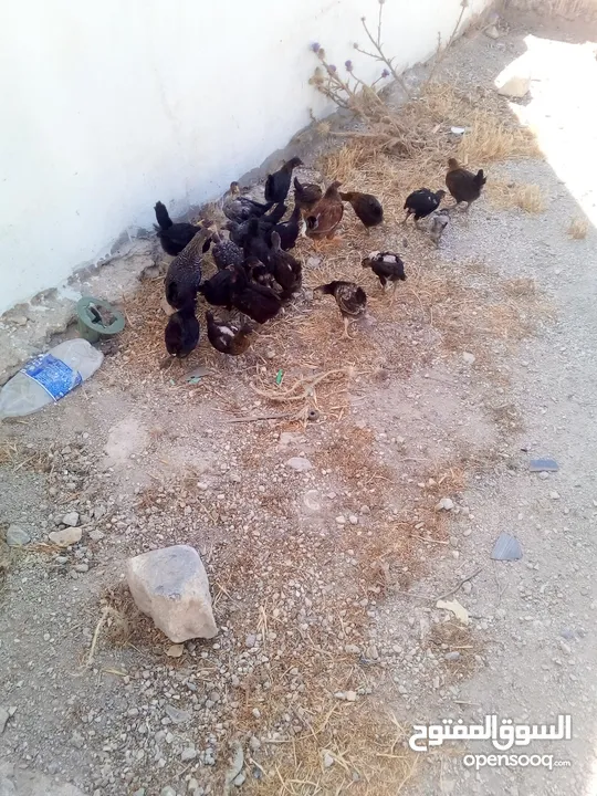 فراخ عمر شهرين الحبه على دينارين وربع