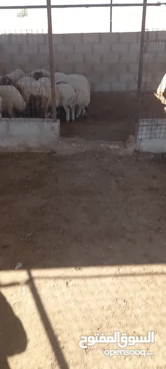 خرفان وعبر العدد 29 مسكرات لحم بالصلاه على النبي