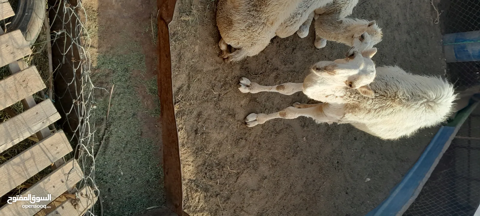 قعدان لحم للبيع عدد [3]