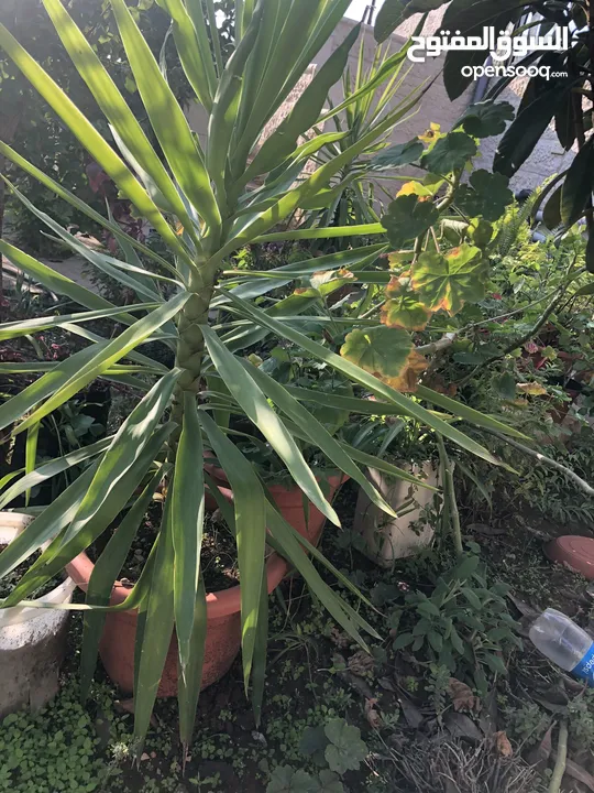 نبات اليوكا-نخيل السيسال