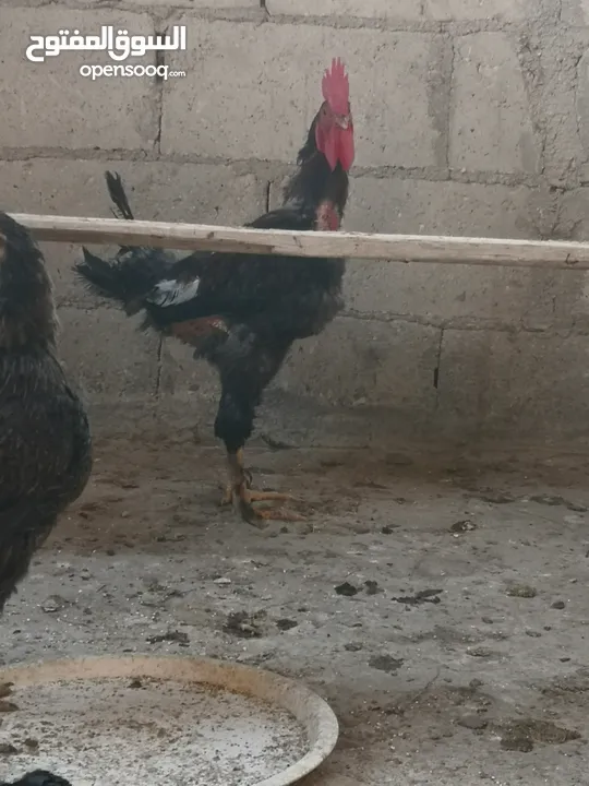 جاج بلدي للبيع