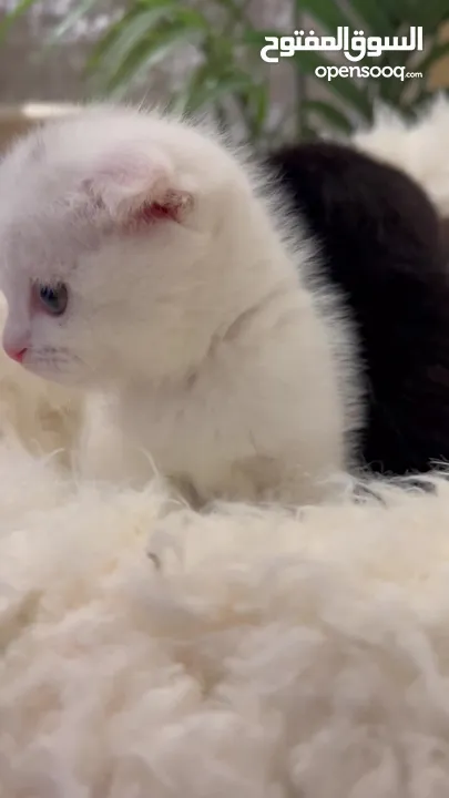 Scottish and British Kittens, 45 days old