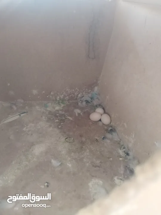 جوزين حب ماكنات انتاج بسعر حرق