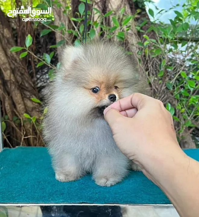 Pomeranian   Samoyed    Giant Malamute
