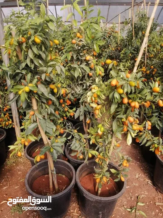 جميع أصناف الفواكة والحمضيات والزيتون ( بلدي ومستورد )