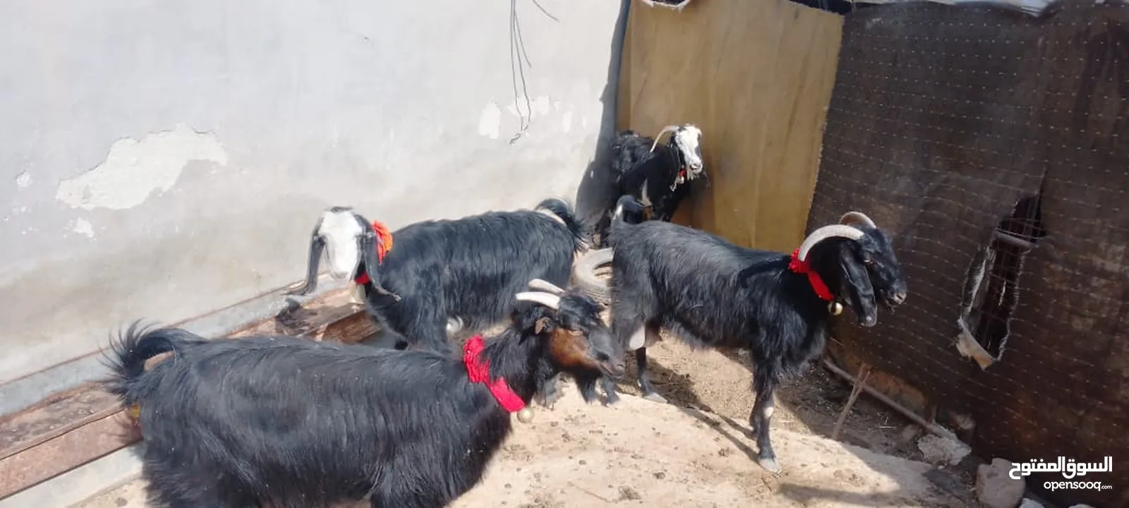 4معزا كفالة حليب 3خمسيات وحده جميع
