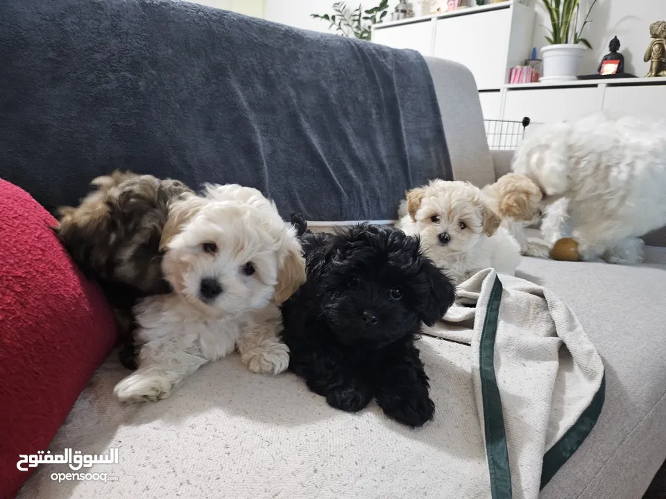 Maltipoo puppies